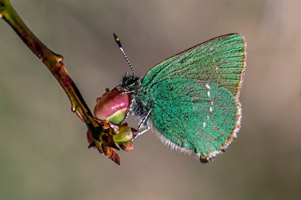 Afbeelding Vlinders Insecten green hairstreak Dieren van dichtbij 600x399 vlinder Close-up een dier