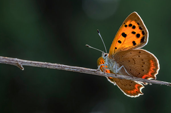 Фотографии бабочка Насекомые small copper Животные Крупным планом 600x399 Бабочки насекомое вблизи животное