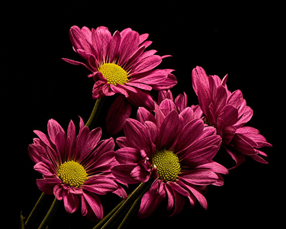 562x450 Crisantemos De cerca Fondo negro flor Flores