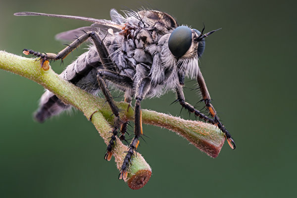 Bilder von Fliegen Insekten eutolmus rufibarbis ein Tier Nahaufnahme 600x399 Tiere hautnah Großansicht
