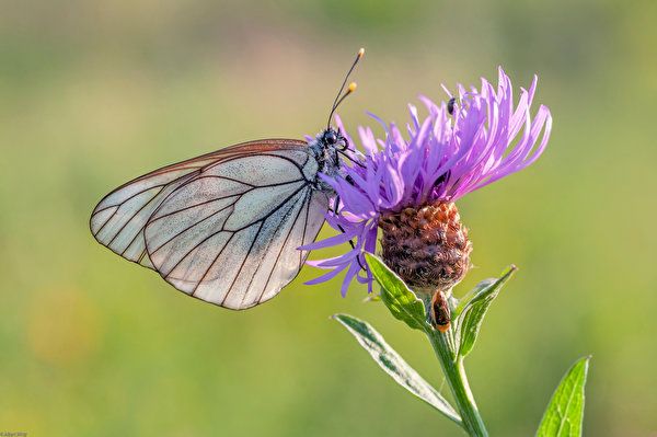 Bakgrundsbilder Insekter Fjärilar black-veined white Djur Närbild 600x399 fjäril
