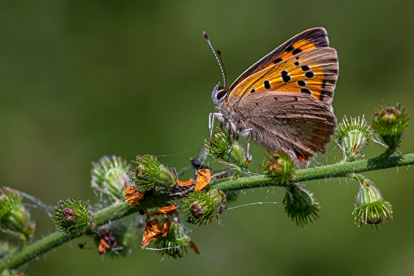 Foto's Vlinders Insecten large copper Dieren Close-up 600x400 vlinder een dier van dichtbij