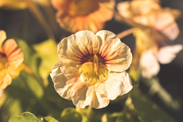 Foto Bokeh Bloemen van dichtbij 600x400 onscherpe achtergrond bloem Close-up