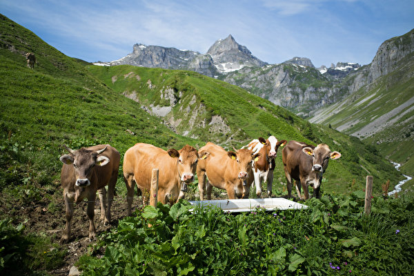 Bilder en ku Sveits Alpene Muotathal Fjell Natur Dyr 600x400 kuer