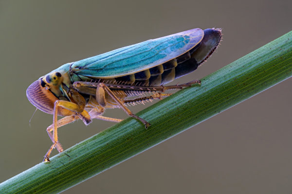 Afbeelding Insecten cicadella viridis Close-up een dier 600x400 Dieren van dichtbij