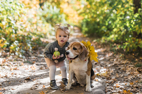 Images Dog Little girls Glance Beagle Blurred background Animals