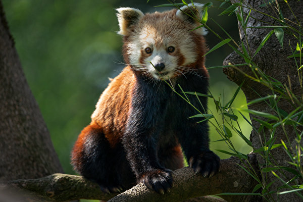 Fondos de escritorio Oso pandas Ailurus fulgens Pata Contacto visual animales