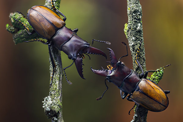 Картинки Жуки насекомое cyclommatus bicolor Двое Животные Крупным планом 600x399 Насекомые 2 два две вдвоем вблизи животное