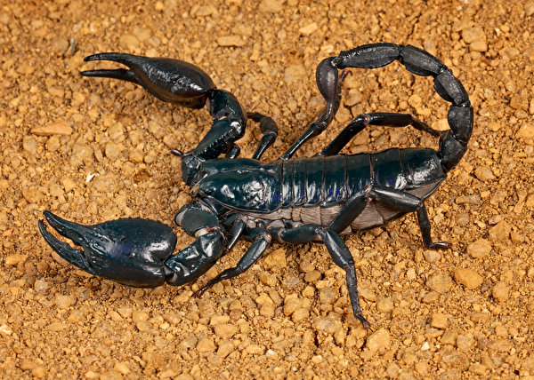 Фотографии Скорпионы emperor scorpion Членистоногие вблизи Животные 600x428 животное Крупным планом