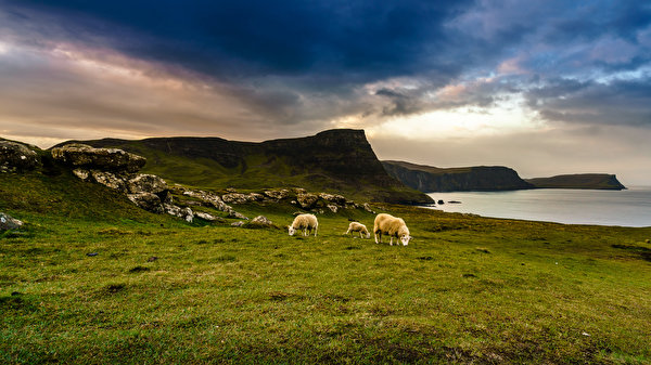 Fondos de escritorio Escocia Oveja Ovis orientalis aries Herbazal Nube Isle of Skye Naturaleza