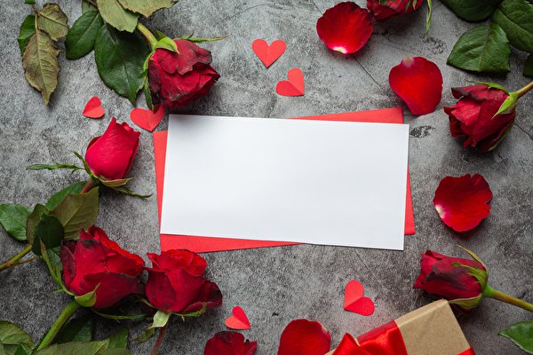 Fondos de escritorio Día de San Valentín Rosa Pétalo Tarjeta de felicitación de la plant