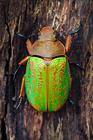 300x450 Coleoptera Insectos De cerca chrysina victorina animales, un animal Animalia para móvil Teléfono