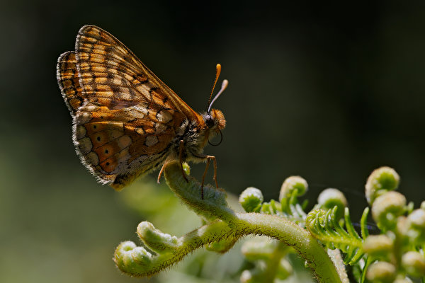 600x400 Lepidoptera Insectos De cerca euphydryas aurinia animales, un animal, mariposas Animalia