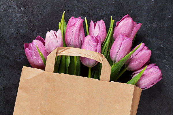 Wallpaper Tulip Bouquets Paper bag Pink color Flowers