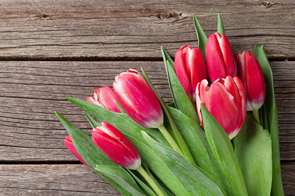 Wallpapers Tulips Bouquets Wood planks