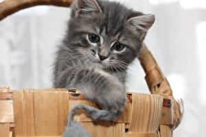 Hintergrundbilder Katze Blick Kätzchen Weidenkorb ein Tier