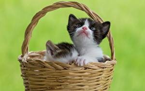 Images Cats Kitty cat Wicker basket Animals