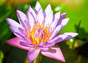 Wallpaper Water lilies Closeup flower