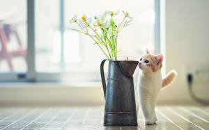 Hintergrundbilder Katze Kanne Hannah Ben Torode Tiere