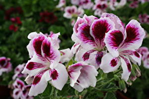 Pictures Geranium Closeup