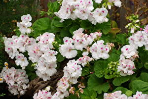 Bakgrundsbilder på skrivbordet Geranium blomma