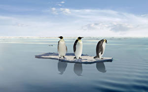 Bilder Pinguine Drei 3