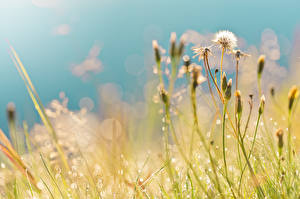 Bureaubladachtergronden Paardenbloemen Natuur