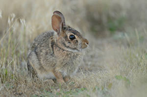 Bureaubladachtergronden Een haas Knaagdieren Gras Dieren