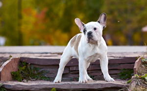 Bilder Hunde Französische Bulldogge Bulldogge ein Tier