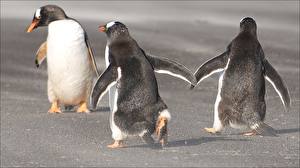 Fonds d'écran Pingouin Trois 3 Animaux