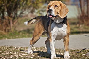 Bakgrundsbilder på skrivbordet Hundar Beagle