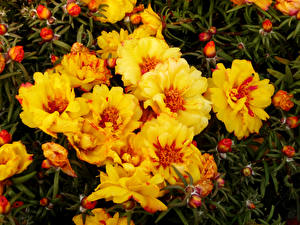 Wallpaper Portulaca Many Yellow