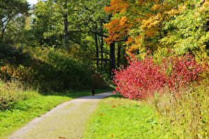 Pictures Russia Park Bush Trail  Nature