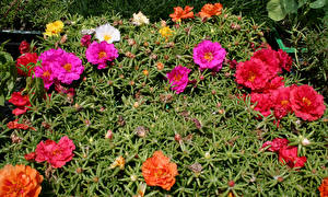 Bilder Portulak Gattung Viel Blüte