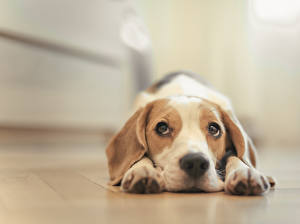 Bureaubladachtergronden Hond Beagle Kijkt Dieren