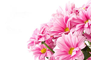 Pictures Chrysanths Closeup Pink color flower