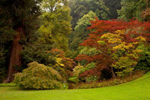 Picture Italy Parks Bush Trees Grass Bellagio Nature