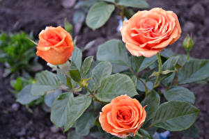 Bilder Rosen Rosa Farbe Drei 3 Strauch Blüte