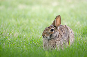 Photo Hares Grass