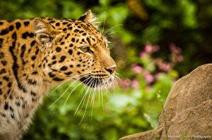 Bakgrundsbilder på skrivbordet Leopard Pantherinae Morrhår Djur