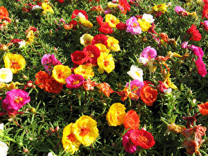 Fonds d'écran Portulaca Beaucoup fleur