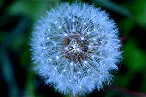 Hintergrundbilder Taraxacum Großansicht Blüte