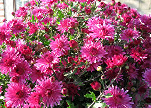 Fondos de escritorio Crisantemos De cerca Rosa color flor