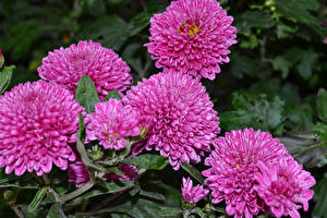 Fotos Chrysanthemen Rosa Farbe Blumen