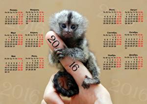 Sfondi desktop Scimmie Calendario 2016 Animali