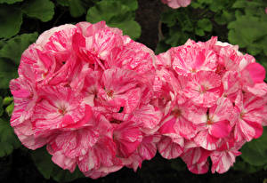 Bakgrundsbilder på skrivbordet Geranium Närbild Skär Två 2 Blommor