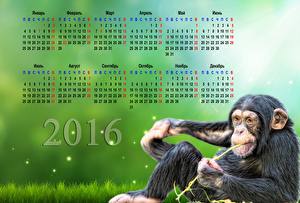 Fonds d'écran Singes Calendrier 2016 Animaux