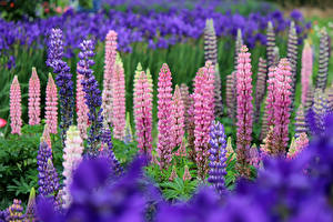 Bureaubladachtergronden Veel Lupine Bloemen