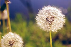 Pictures Dandelions Closeup flower