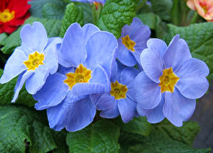 Fotos Schlüsselblumen Großansicht Hellblau Blüte